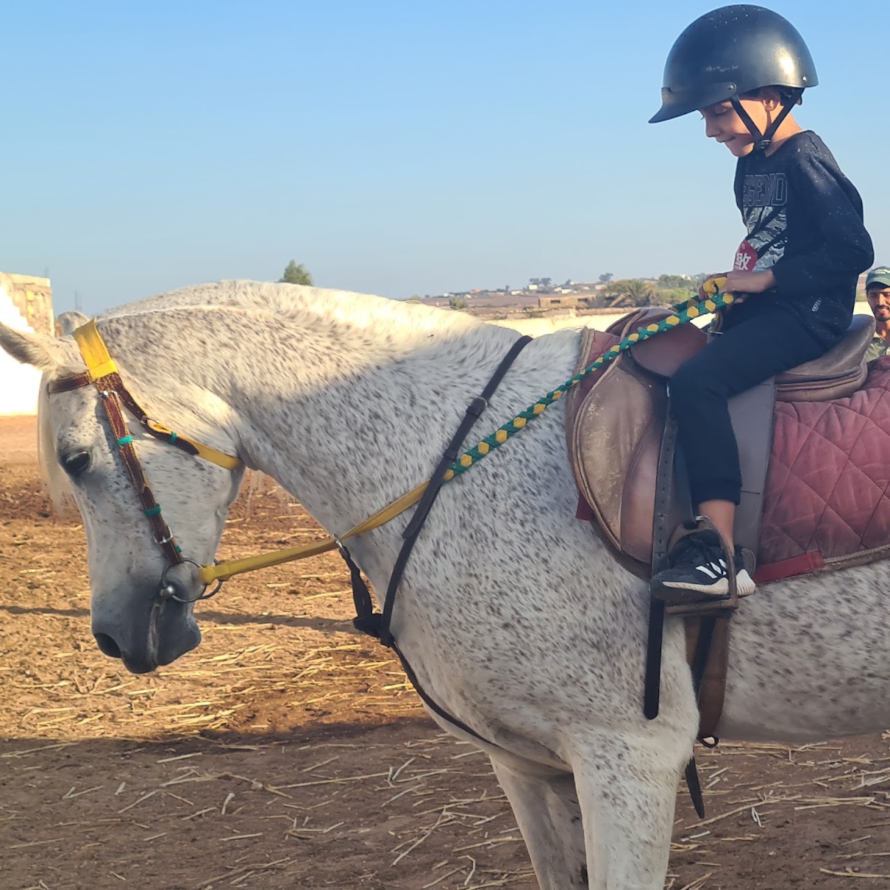 El Aaz Arabians Stud — photo 4