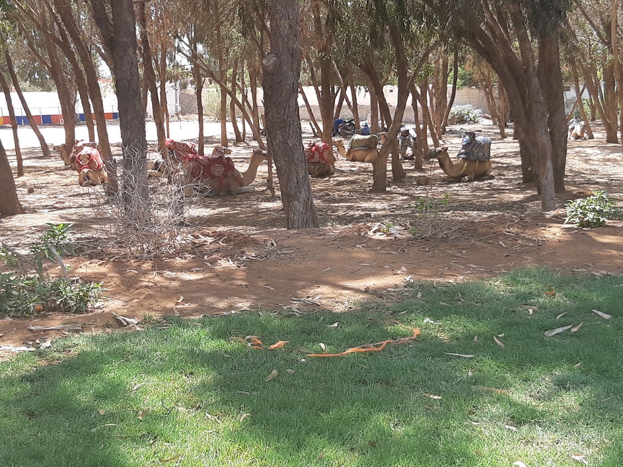 النادي الملكي للفروسية أكادير — photo 3