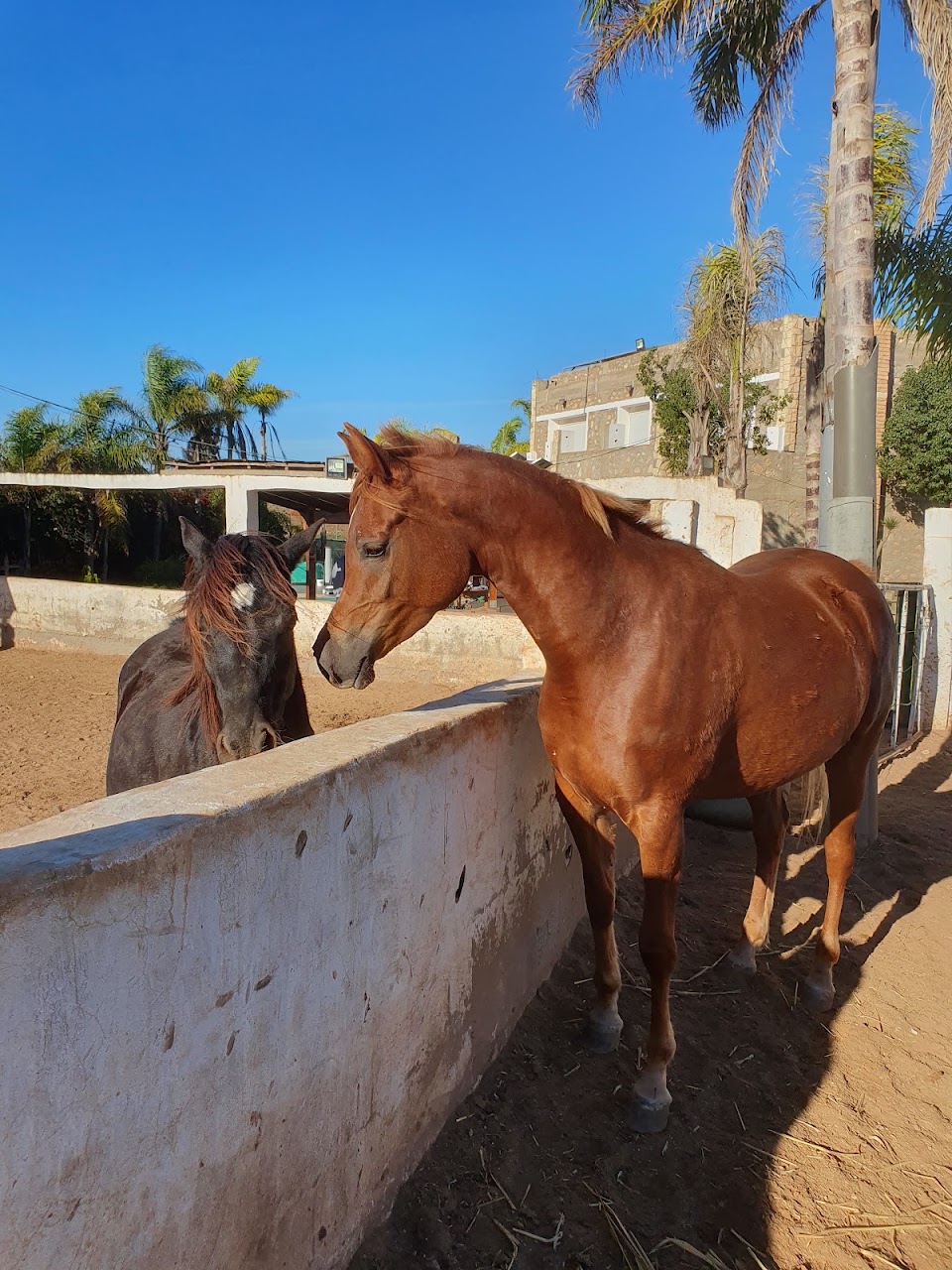 Elaaz horse farm