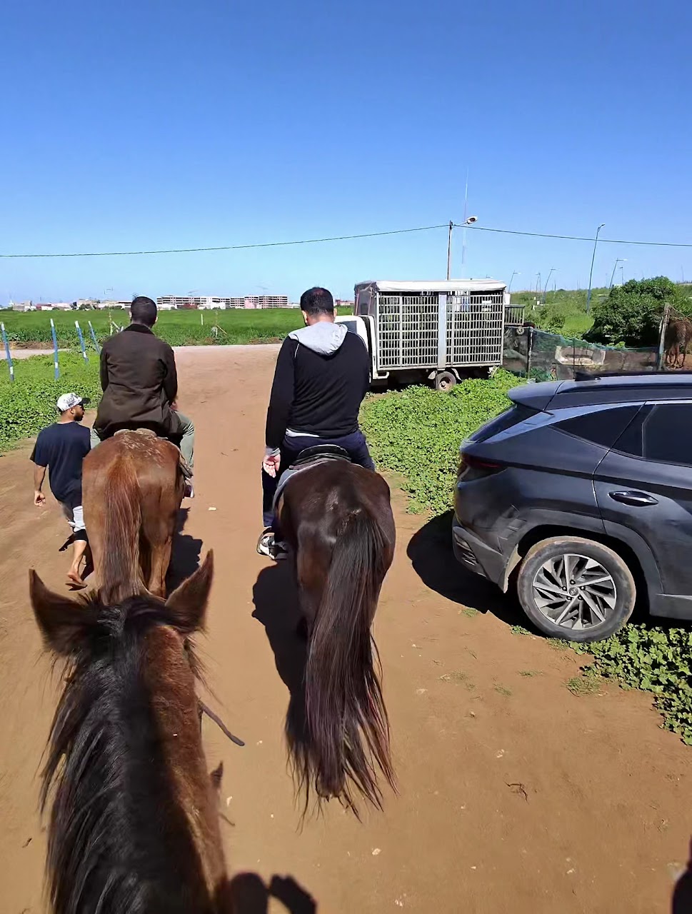 Horseland casablanca — photo 3