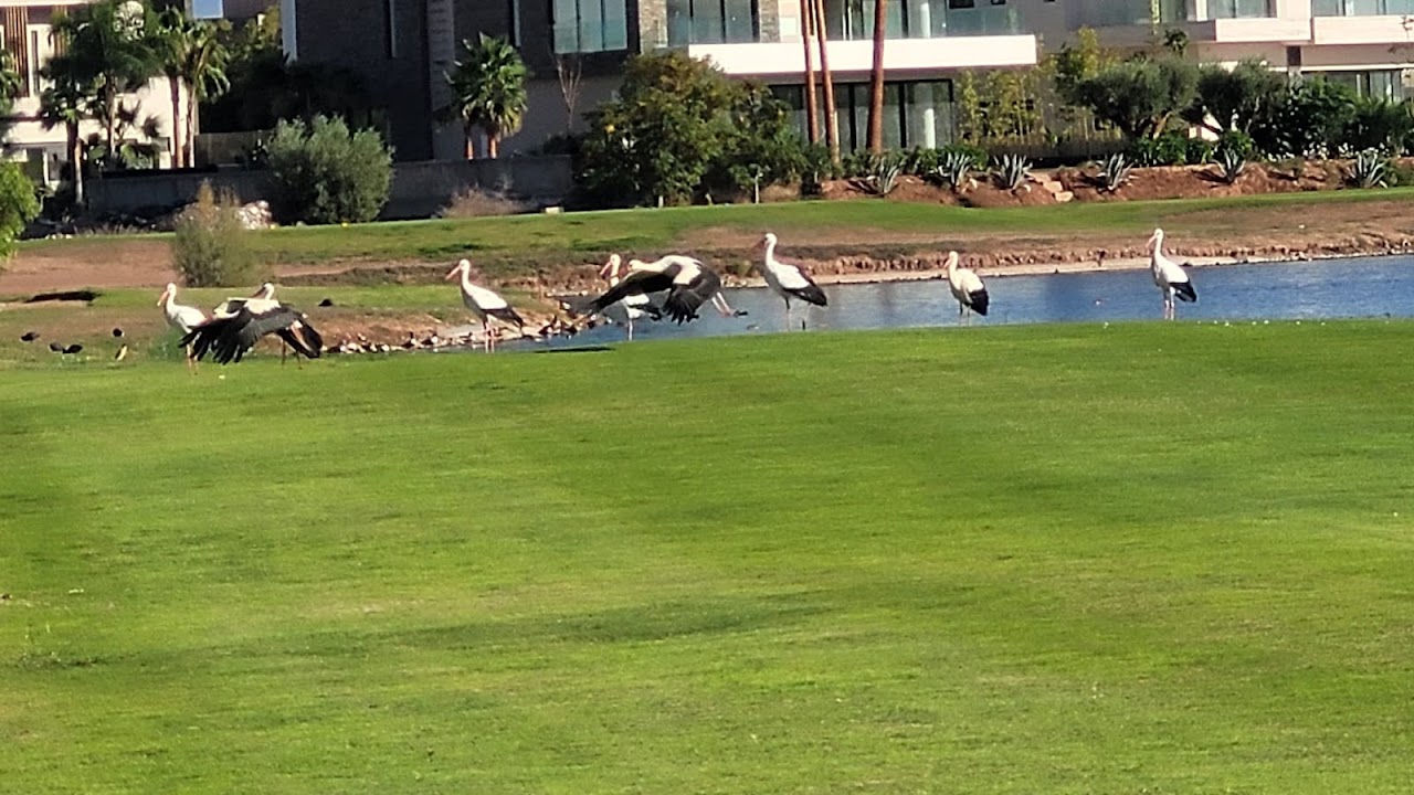 The Tony Jacklin Marrakech — photo 4