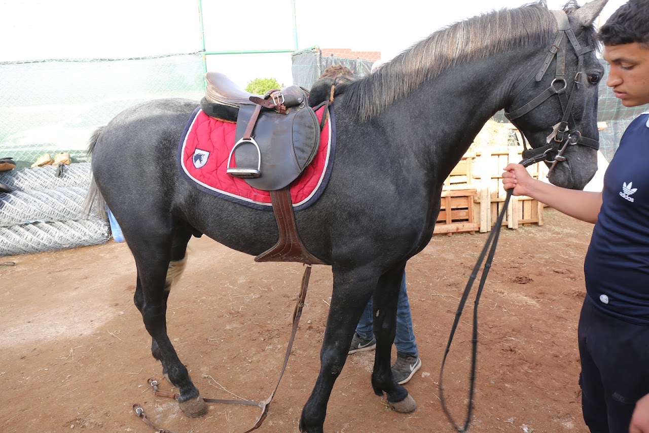 Safi-Cavaliers — photo 2