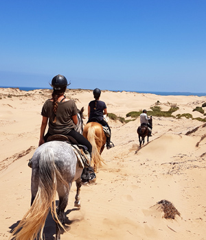 Horses Essaouira — photo 2