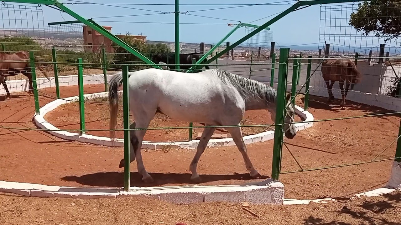 Finca caballos "Finca la Yeguada de Tisamrin" — photo 2