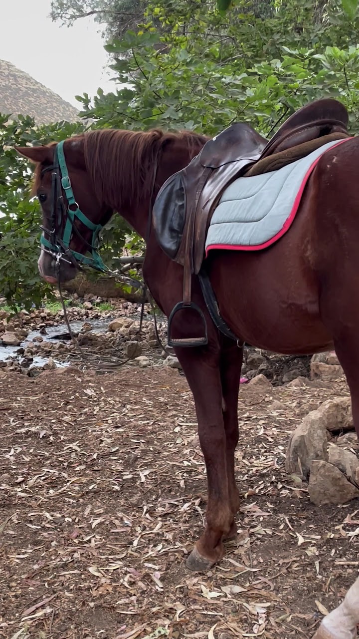 Club Al Adarissa D'équitation — photo 3
