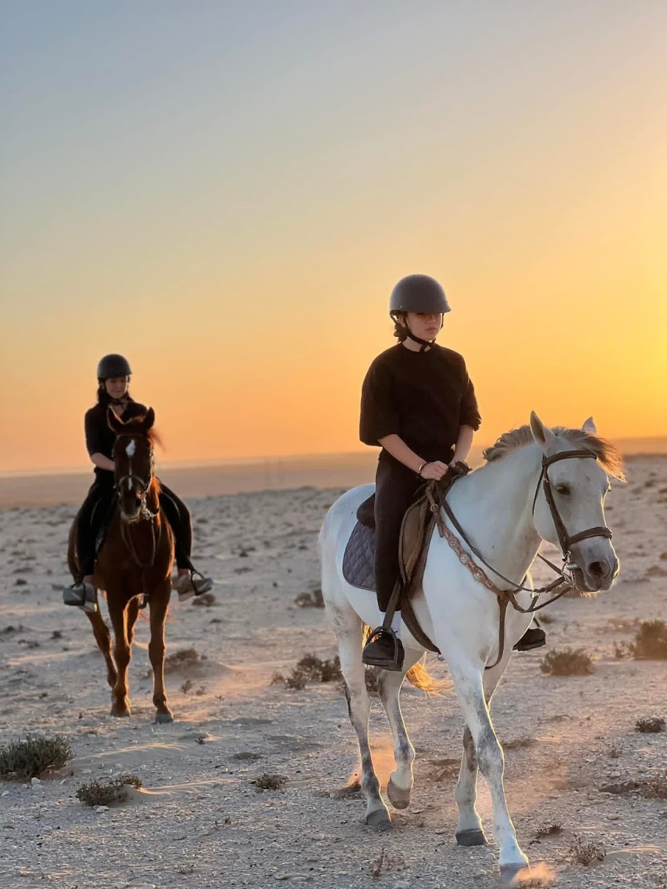 Cheval sidi kaouki — photo 3
