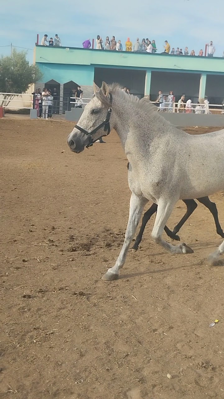 equitation ajyal alghad — photo 4