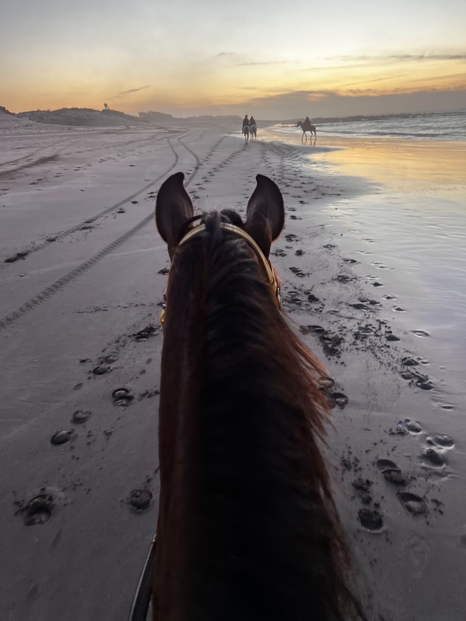 Hamza Reguiai Cheval équitation — photo 4