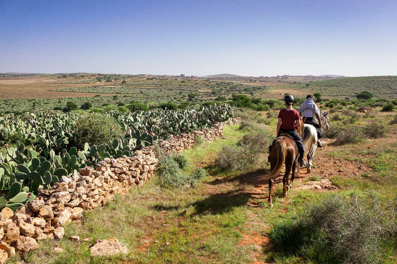 Cheval sidi kaouki