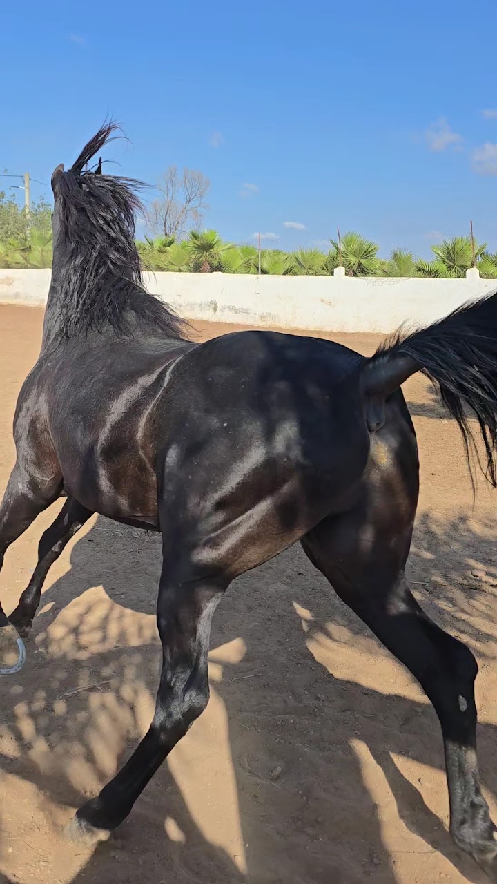 Elaaz horse farm — photo 2